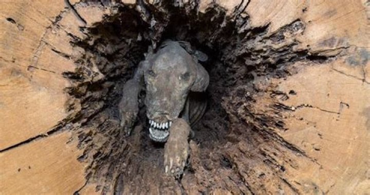 Meet "Stuckie" — The Mummified Dog Stuck In A Tree For Over 50 Years