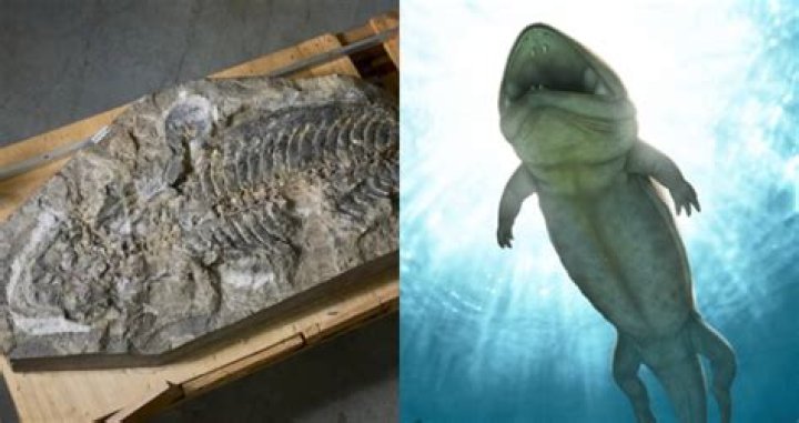 Paleontologists Identify Rare Fossil As Triassic Salamander