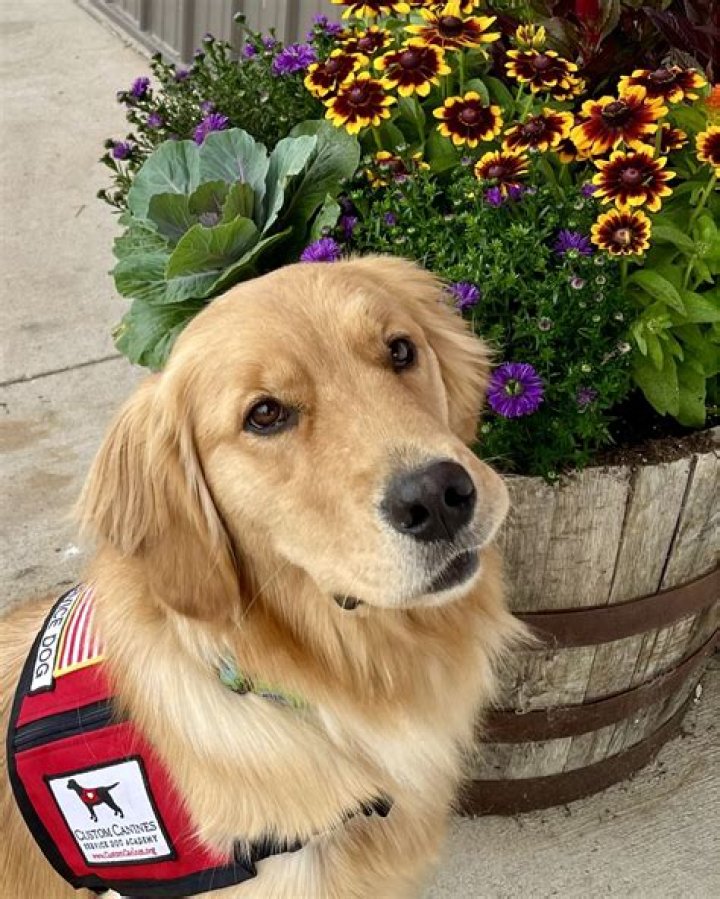 Sponsored ContentCBD for Senior Canines: How Could It Help?