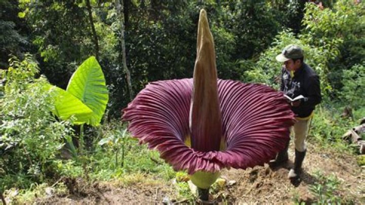 The Corpse Flower, The World's Biggest Flower With A Pungent Smell