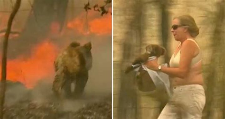 Watch As Woman Literally Gives Shirt Off Her Back to Save Koala From Bushfire