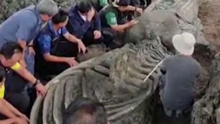 Well-Preserved, 5,000-Year-Old Whale Skeleton Discovered In Thailand