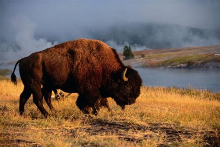 Woman Gored By Bison At Yellowstone After Getting Too Close